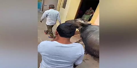 வரி கட்டாமல் இழுத்தடித்த பால் வியாபாரி.. எருமையை ஓட்டிச் சென்ற நகராட்சி அதிகாரிகள்: எங்கு?