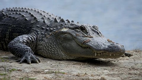 reptile