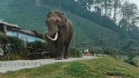 காட்டு யானை