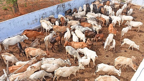 Cattle grazing