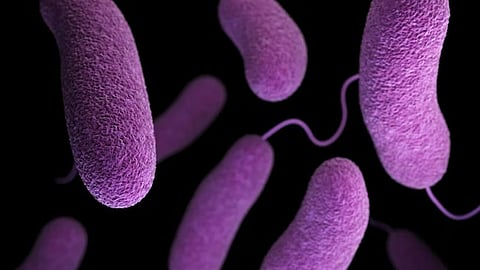 Bacteria