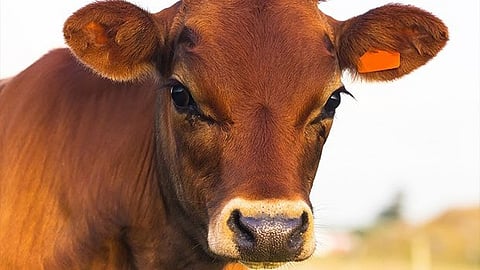 Cow