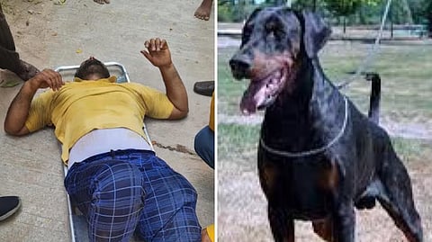 Chased By Dog