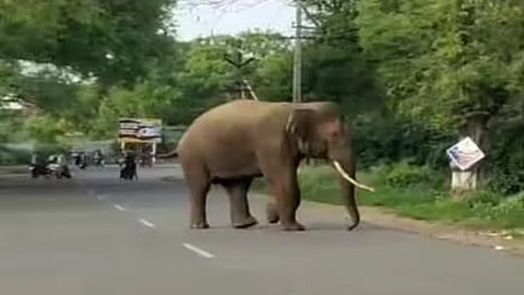 யானை
