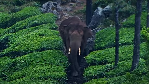 Arikomban