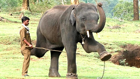 Elephant Training