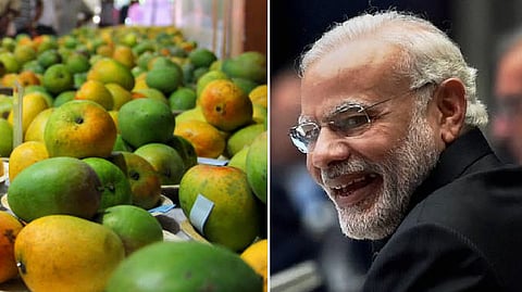 Modi mango