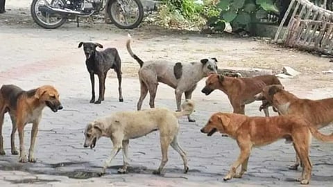 Dog Bite