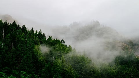 forest