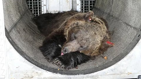 bear