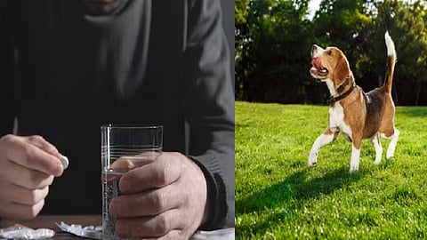 drunk man, dog