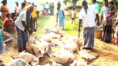 Goats death