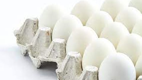 egg