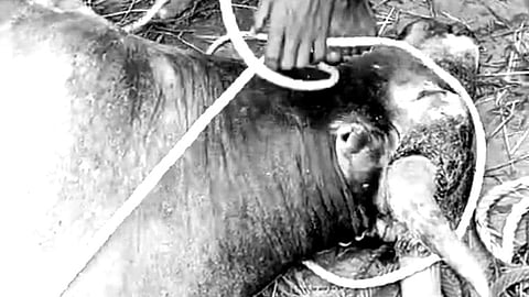 Jallikattu bull death