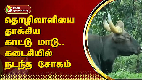 காட்டுமாடு