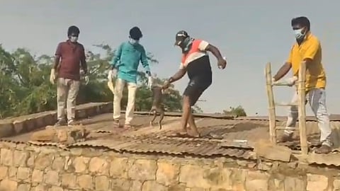 குரங்குகளை அப்புறப்படுத்தும் நகராட்சி ஊழியர்கள்