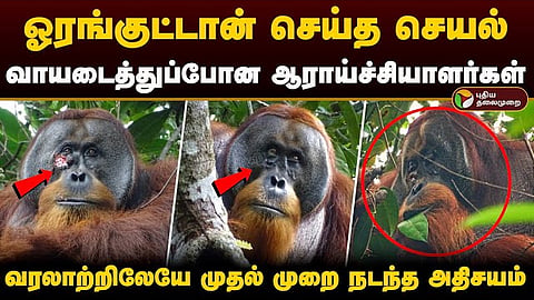 orangutan