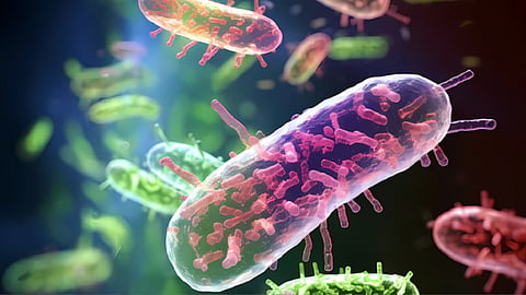 Naegleria fowleri