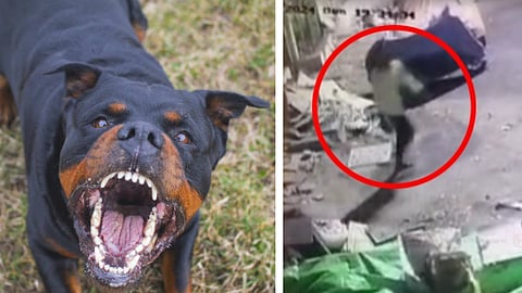 சிறுமியை கடித்த Rottweiler வகை நாய்