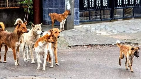 தெருநாய்க்கடி