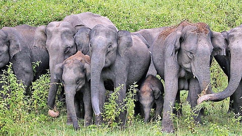 Tamil Nadu's wild elephant population rises to 3170 in 2025