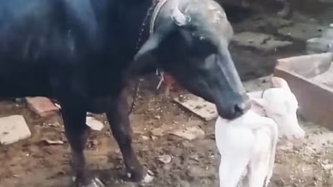 ராஜஸ்தான் எருமை