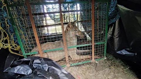 ஓநாய்