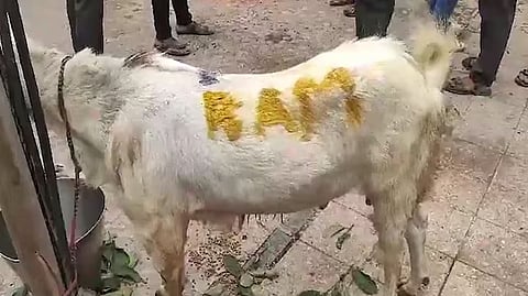 ராம் ஆடு