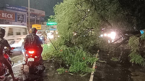 வேரோடு சாய்ந்த மரம்