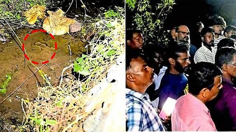 இறந்து கிடந்த பாம்பு