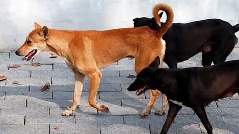 தெருநாய்கள்