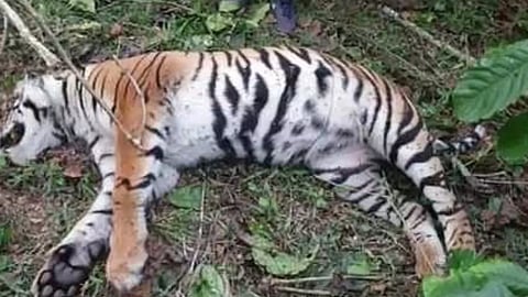 புலி