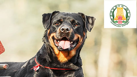 The Greater Chennai Corporation (GCC) has issued instructions for pet dog owners