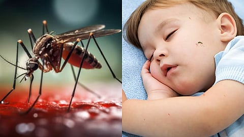 dengue