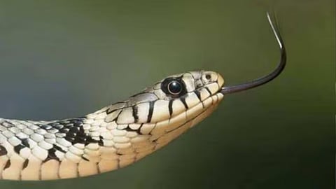 Representational Image - Snake