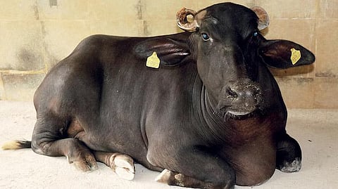 chhattisgarhs wild buffalo clone claimed to be first ever 11 years back embroils in scepticism