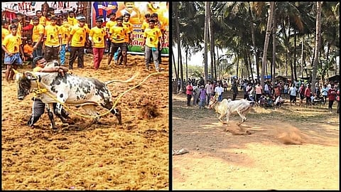 pongal fesitval celebrations jallikattu Vs ox compatation