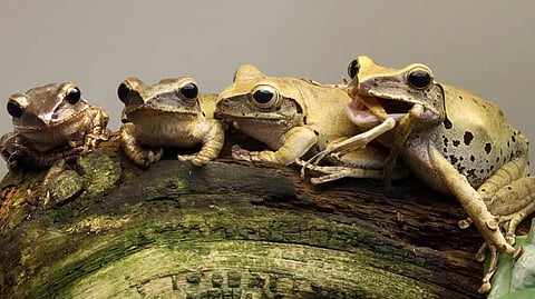 frog