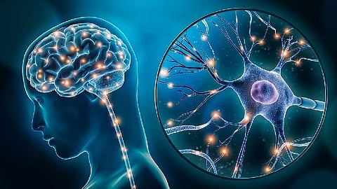 Neuroplasticity renews cells in the elderly brain