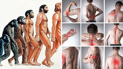 Human evolution