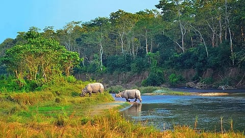 Climate change is putting animal habitats at risk