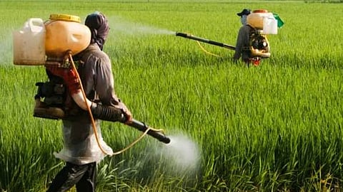 Banned Pesticides Still Being Used in India.