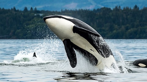 7 Whale Species That Rule the Oceans