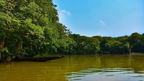 Thoothukudi Mangroves Show Signs of Ecological Revival