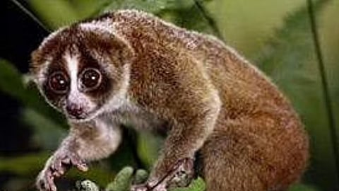 Rare Slender Lorises Spur Sanctuary Demand in Madurai