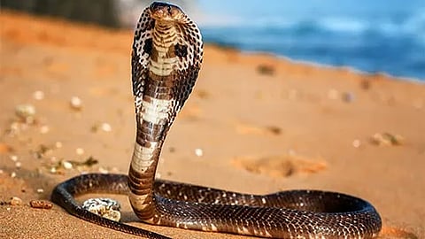 Tamil Nadu Reports 7,297 Snakebite Cases in Six Months