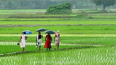 India’s Rice Fields Now Emit More Methane Than Germany, Study Finds