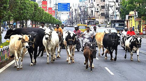 சாலையில் திரியும் மாடுகள்