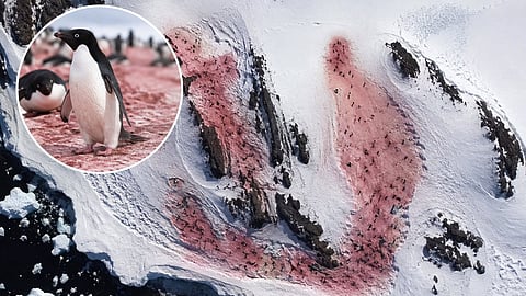 The Bizarre Penguin Mystery Explained by NASA