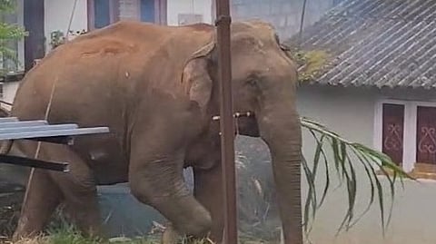 A tusker enters a residential area! Forest officials rush to the spot!
